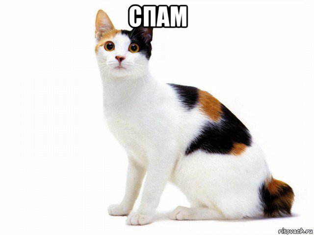 спам 