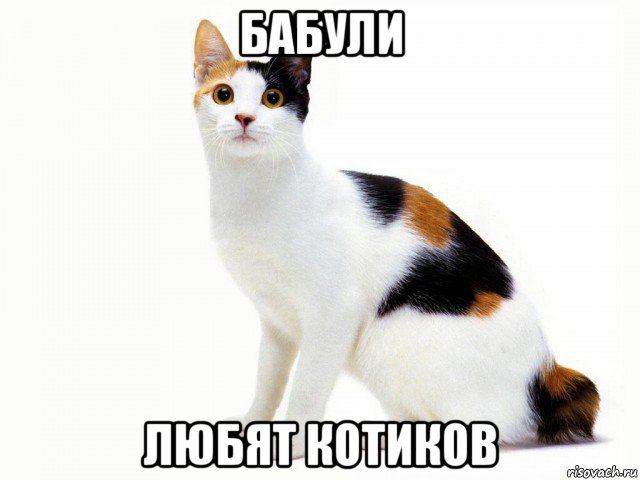 бабули любят котиков