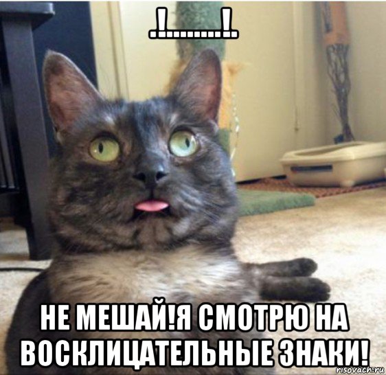 .!........!. не мешай!я смотрю на восклицательные знаки!, Мем   Кот завис