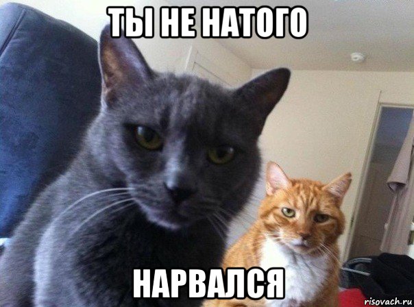 ты не натого нарвался, Мем  Два котэ