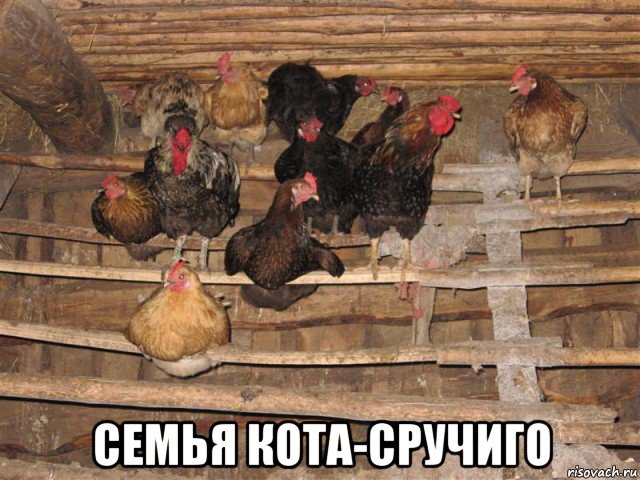  семья кота-сручиго