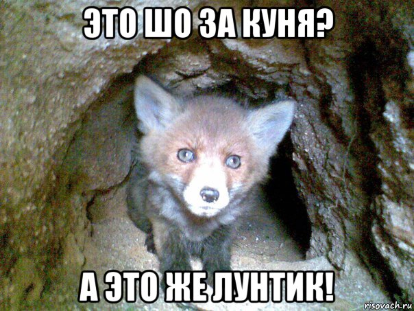 это шо за куня? а это же лунтик!
