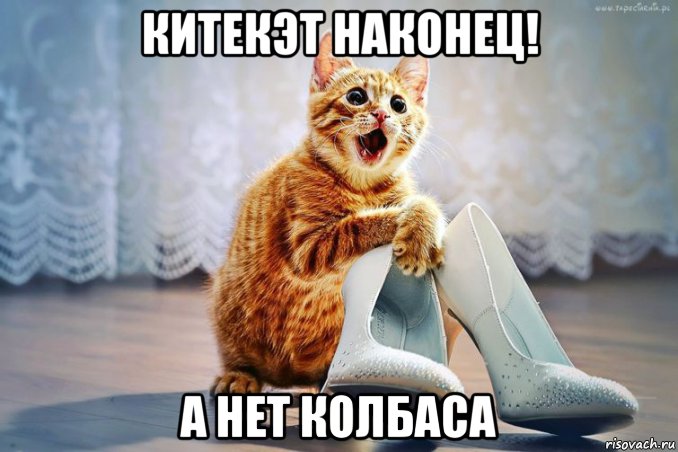 китекэт наконец! а нет колбаса