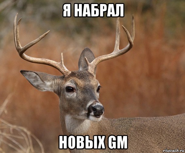 я набрал новых gm