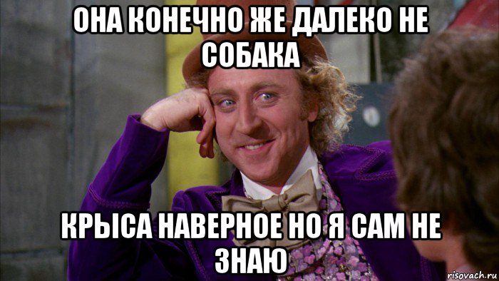 она конечно же далеко не собака крыса наверное но я сам не знаю, Мем Ну давай расскажи (Вилли Вонка)