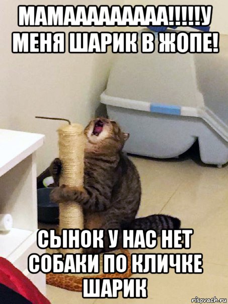мамааааааааа!!!!!у меня шарик в жопе! сынок у нас нет собаки по кличке шарик
