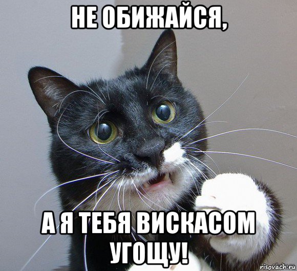 не обижайся, а я тебя вискасом угощу!, Мем Печальный кот