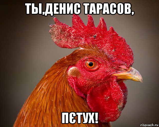 ты,денис тарас0в, пєтух!, Мем петух