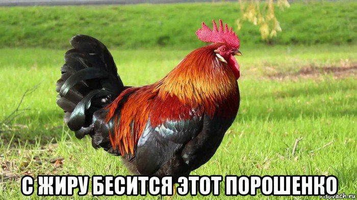 с жиру бесится этот порошенко, Мем Петух