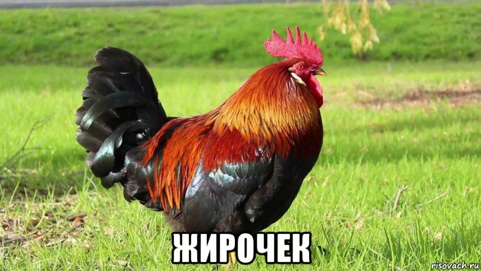  жирочек, Мем Петух