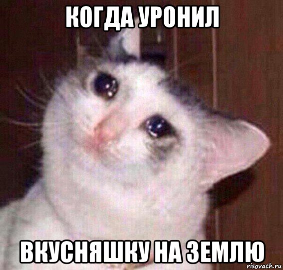 когда уронил вкусняшку на землю, Мем Плачущий кот