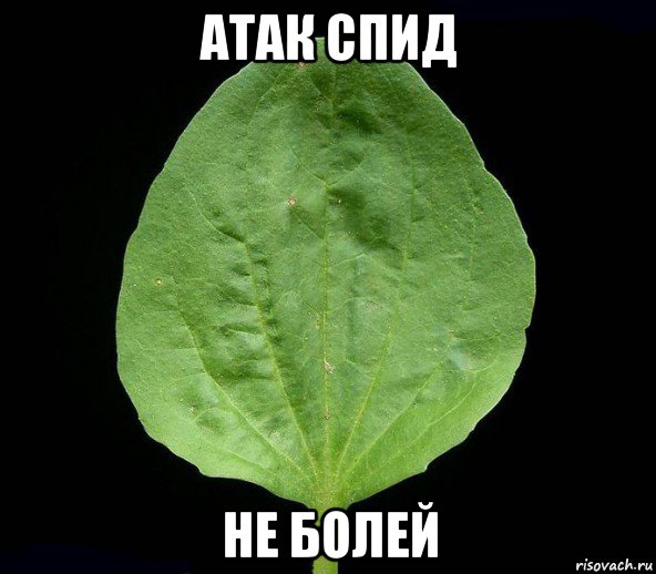 атак спид не болей, Мем Подорожник