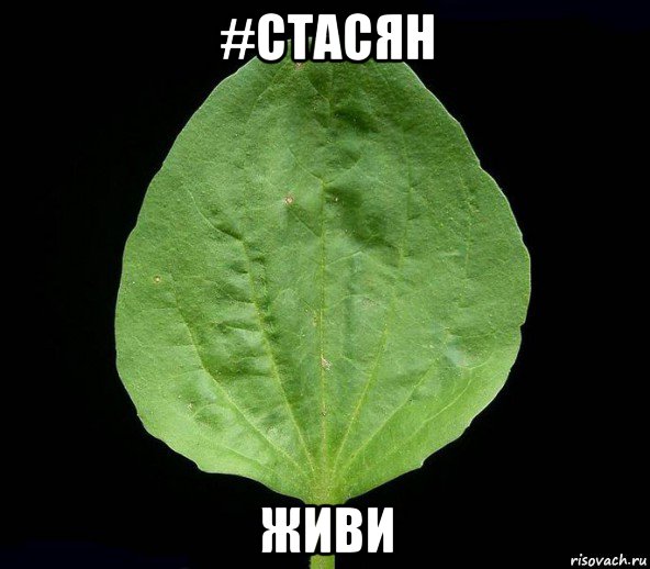 #стасян живи