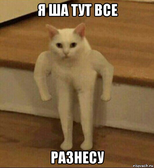 я ша тут все разнесу, Мем  Полукот