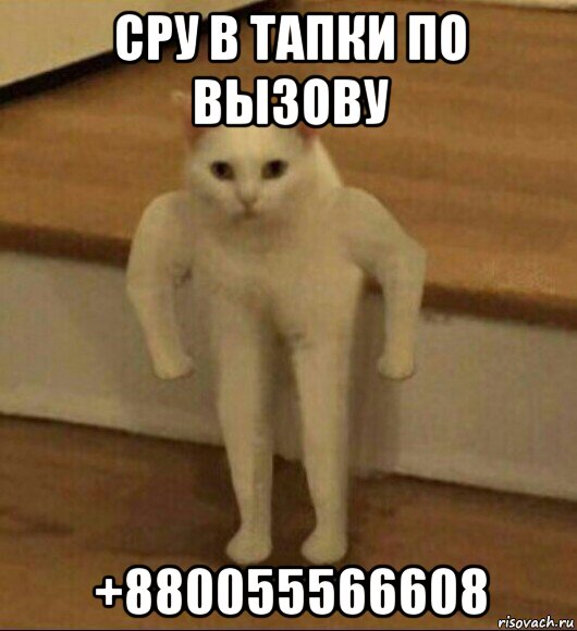 сру в тапки по вызову +880055566608, Мем  Полукот