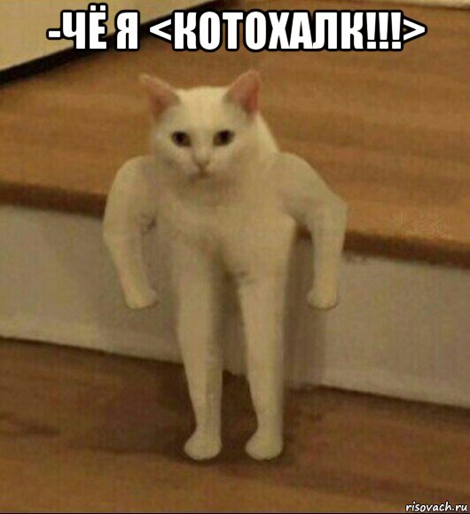 -чё я <котохалк!!!> , Мем  Полукот