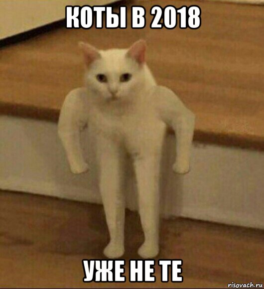 коты в 2018 уже не те, Мем  Полукот