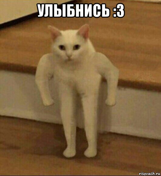 улыбнись :3 , Мем  Полукот