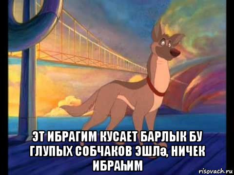  эт ибрагим кусает барлык бу глупых собчаков эшлә, ничек ибраһим