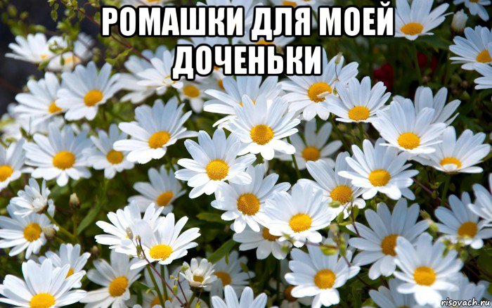 ромашки для моей доченьки , Мем Ромашки