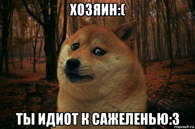 хозяин:( ты идиот к сажеленью:3, Мем SAD DOGE