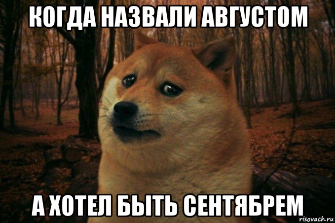 когда назвали августом а хотел быть сентябрем, Мем SAD DOGE