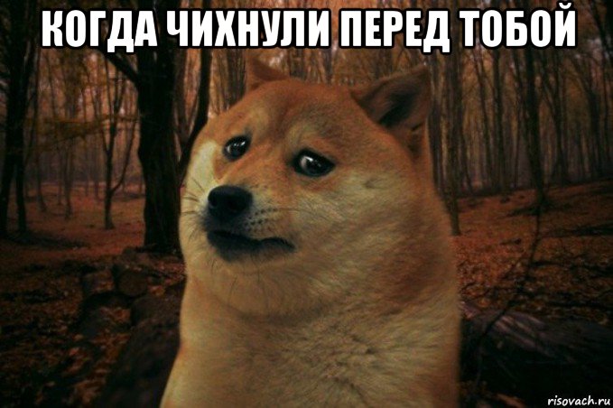 когда чихнули перед тобой , Мем SAD DOGE