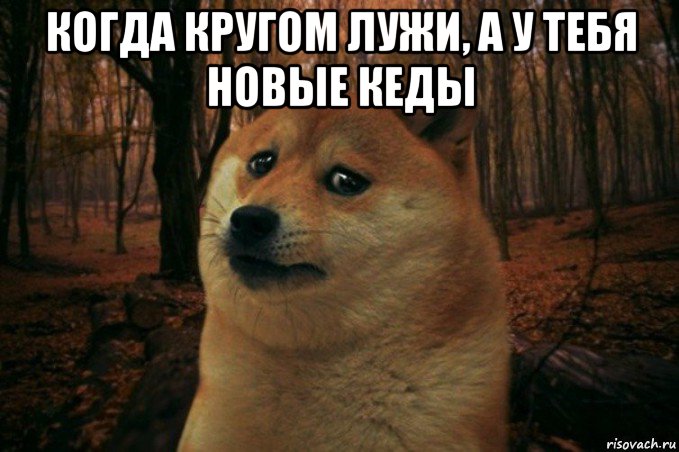 когда кругом лужи, а у тебя новые кеды , Мем SAD DOGE