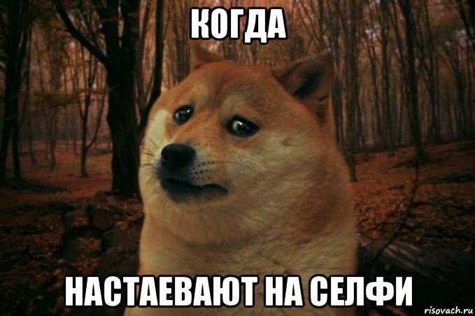 когда настаевают на селфи, Мем SAD DOGE