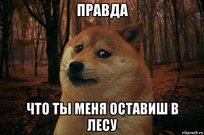 правда что ты меня оставиш в лесу, Мем SAD DOGE