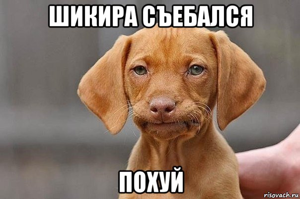 шикира съебался похуй