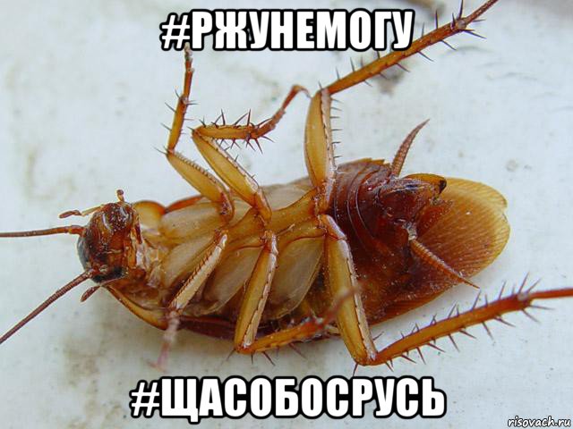 #ржунемогу #щасобосрусь