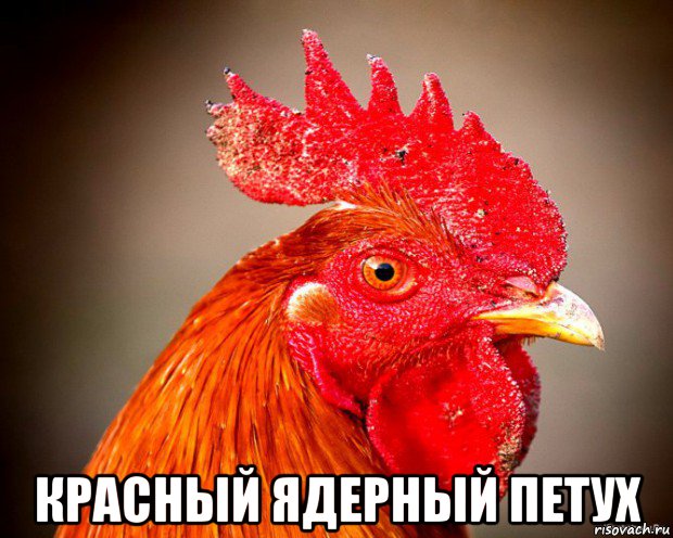  красный ядерный петух