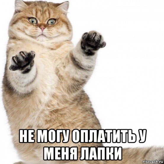  не могу оплатить у меня лапки