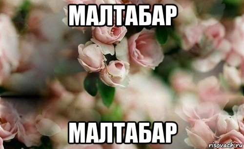 малтабар малтабар