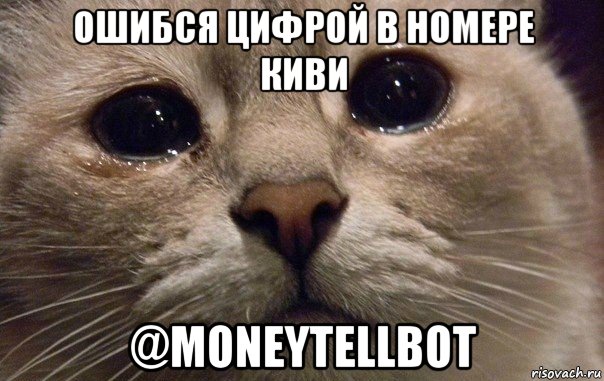 ошибся цифрой в номере киви @moneytellbot, Мем   В мире грустит один котик
