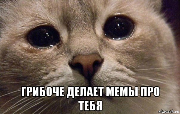  грибоче делает мемы про тебя, Мем   В мире грустит один котик