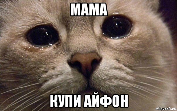 мама купи айфон, Мем   В мире грустит один котик