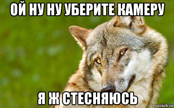 ой ну ну уберите камеру я ж стесняюсь, Мем   Volf