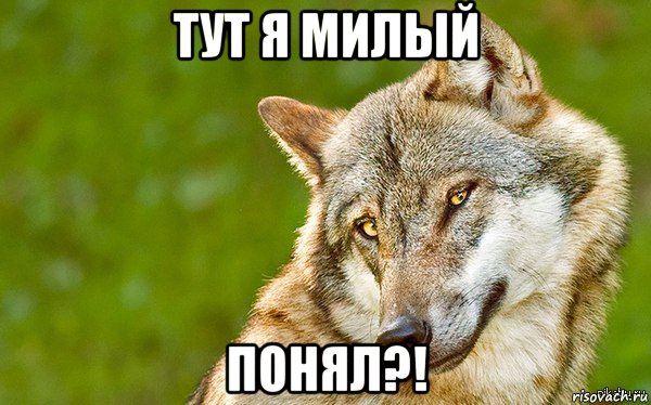 тут я милый понял?!, Мем   Volf