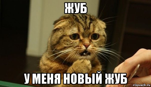 жуб у меня новый жуб, Мем Жуб