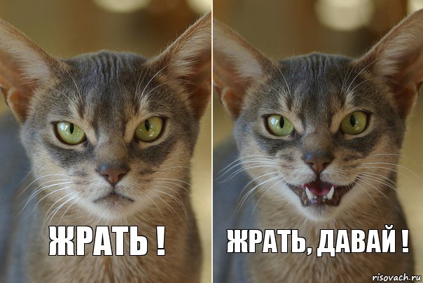 Жрать ! Жрать, давай !
