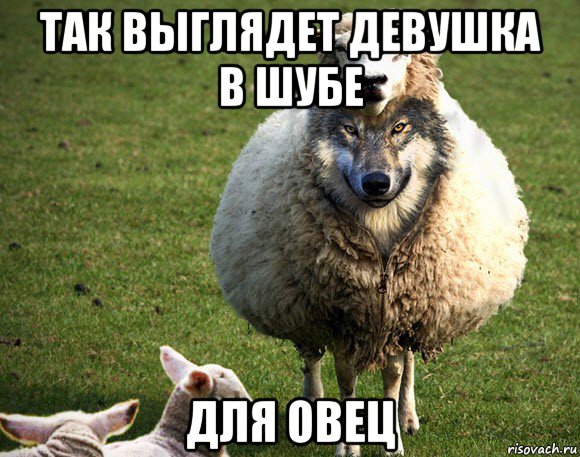 так выглядет девушка в шубе для овец, Мем Злая Овца