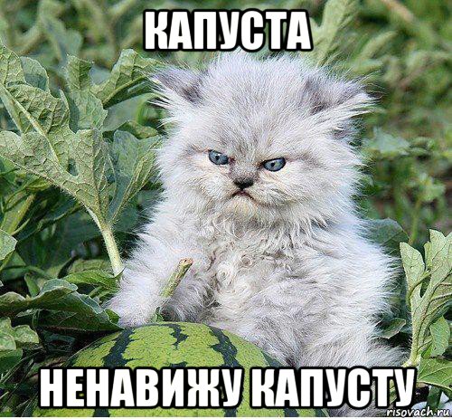 капуста ненавижу капусту