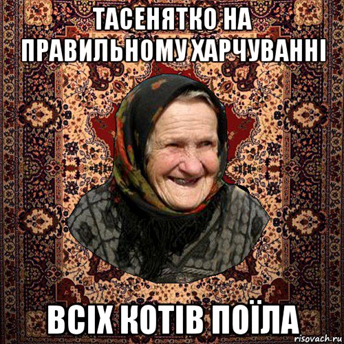 тасенятко на правильному харчуванні всіх котів поїла