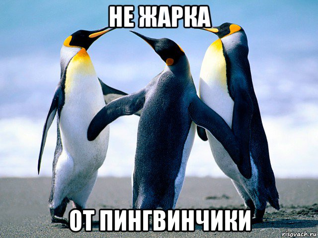 не жарка от пингвинчики
