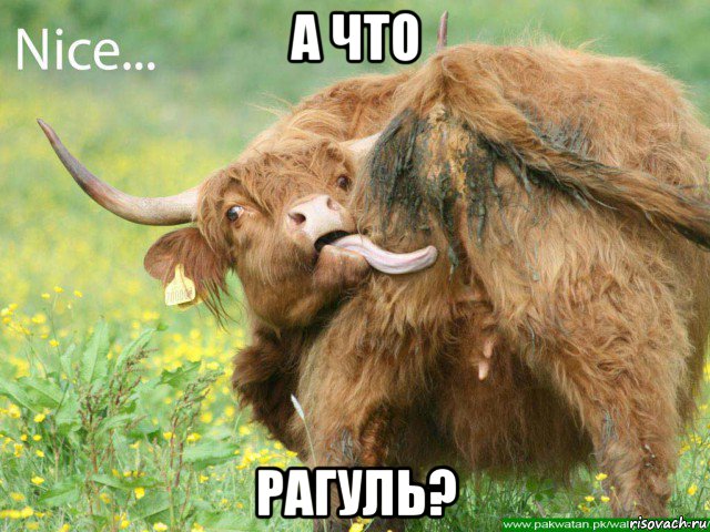 а что рагуль?