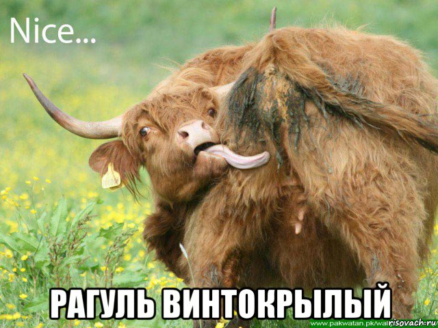  рагуль винтокрылый