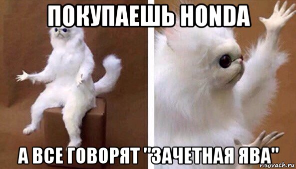 покупаешь honda а все говорят "зачетная ява", Мем Чучело кота