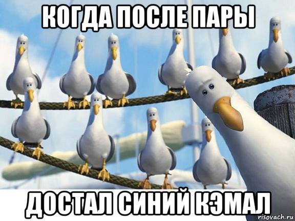 когда после пары достал синий кэмал